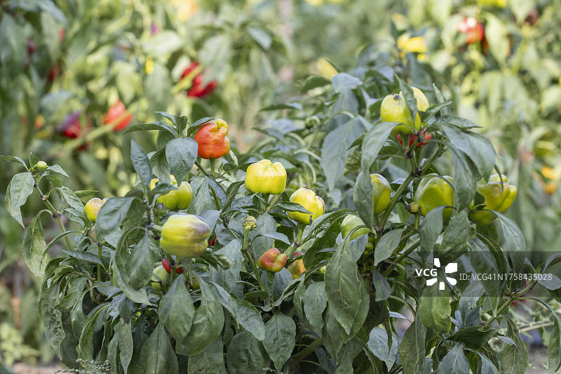 甜椒(辣椒)，多瑙河三角洲，罗马尼亚图片素材