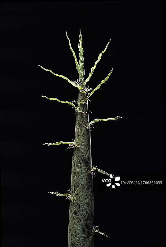 绿蜡金竹(Phyllostachys viridiglaucescens图片素材