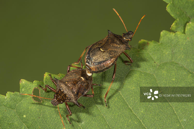 两趾刺虫(Pieromerus bidens)一对动物，在叶子上交配，德国巴登-符腾堡州图片素材