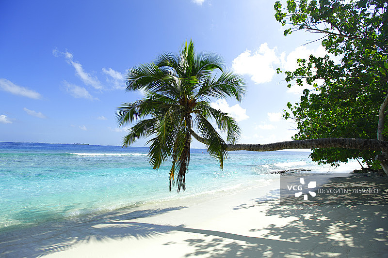 棕榈在海滩和大海的背景图片素材