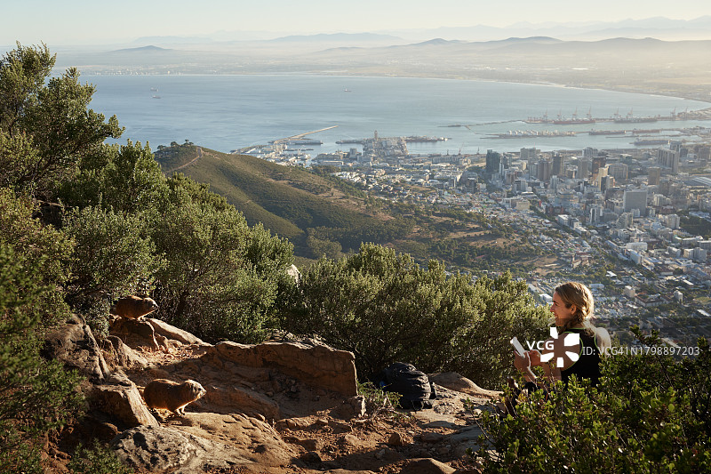 女徒步旅行者坐在山顶上，看着旁边的一只岩兔图片素材