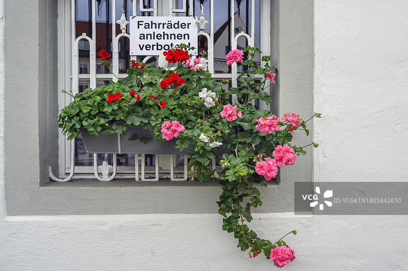 窗与天竺葵(天竺葵科)。Allgaeu，巴伐利亚，德国图片素材