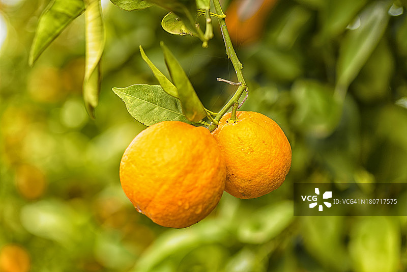 桔子园里的成熟橙子图片素材