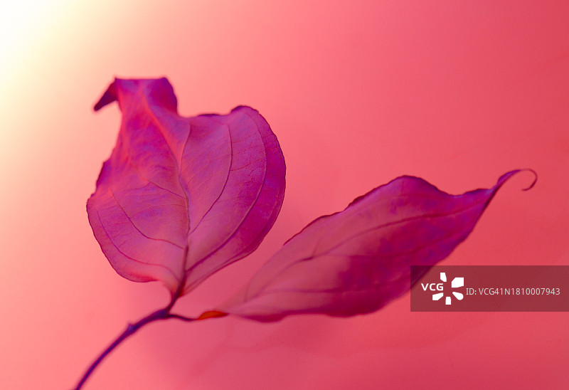 粉红色叶子的抽象图像图片素材