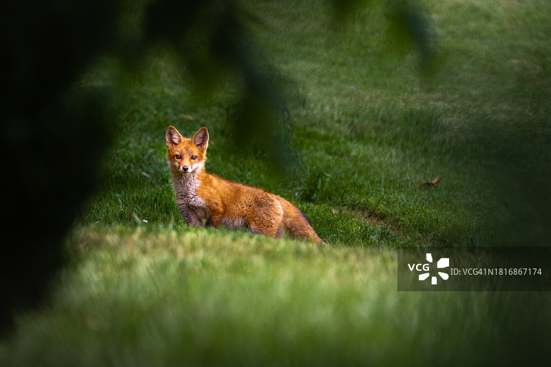 红狐站在草地上的肖像，弗吉尼亚州，美国图片素材