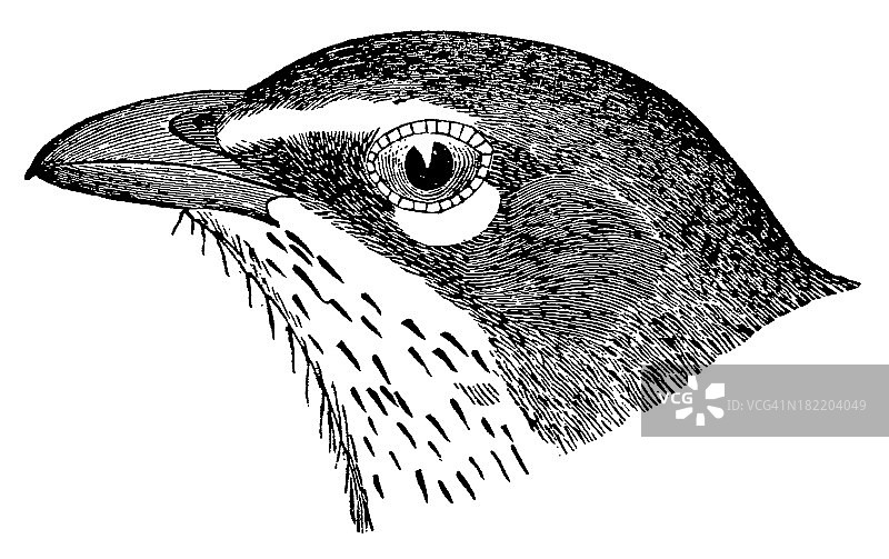 聊天头|古董鸟插图图片素材