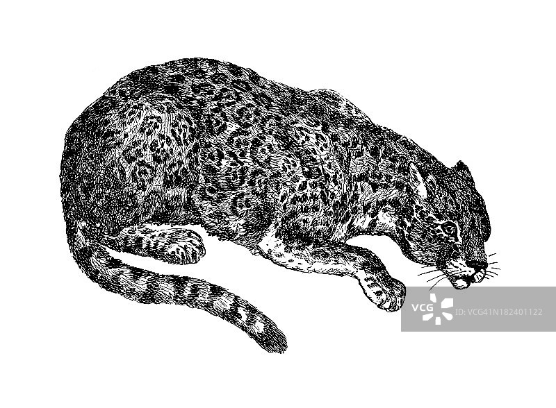美洲虎|古董动物插图图片素材