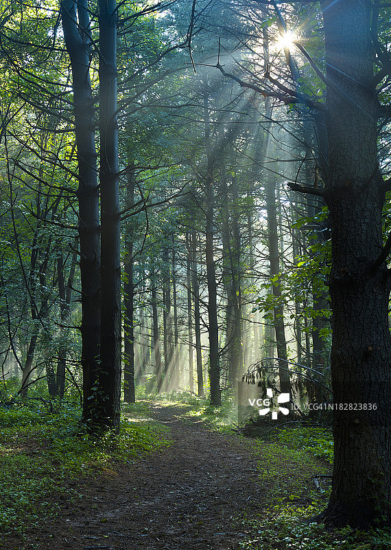 阳光透过薄雾进入森林小径图片素材