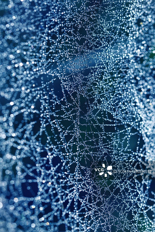 蜘蛛网上的小水滴图片素材