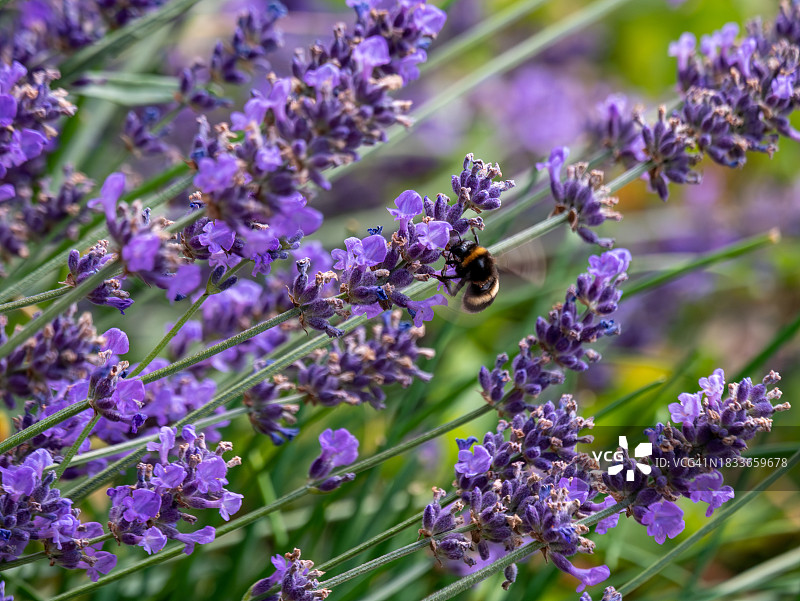 蜜蜂在薰衣草上的特写图片素材