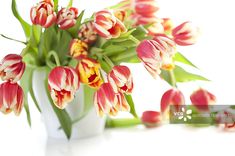 花瓶里的郁金香孤立在白色背景上图片素材