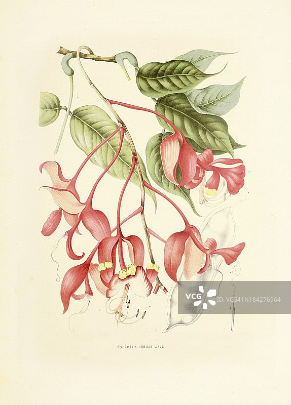Amherstia nobilis |古董植物插图图片素材