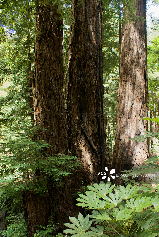 生长在森林中的树木，大苏尔，加利福尼亚，美国图片素材