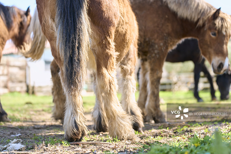 几匹小马，一匹是仰卧着的，腿和尾巴都看得见，另一匹是侧面的，只有头看得见，它的皮肤上覆盖着棕色的毛，浅米色的腿被太阳照得影子。图片素材