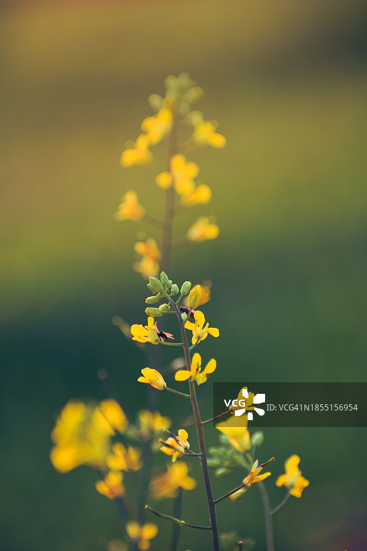 田野上黄色开花植物的特写图片素材