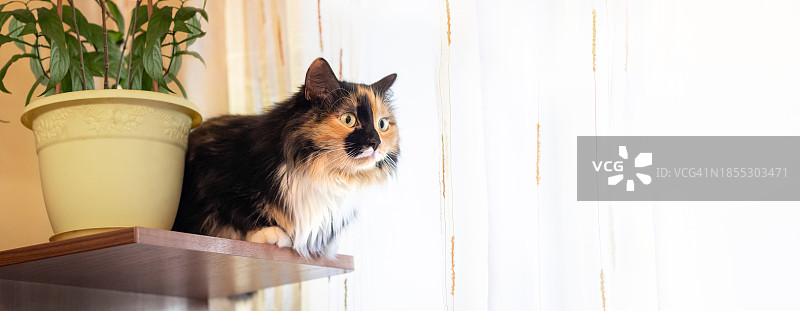 猫坐在窗台上的特写，俄罗斯图片素材