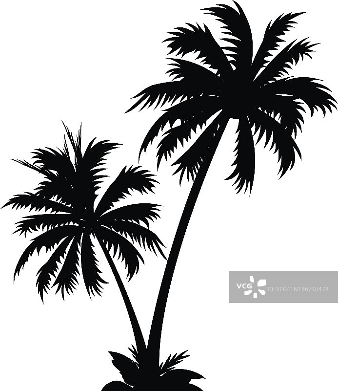 黑白矢量图标的两棵棕榈树图片素材