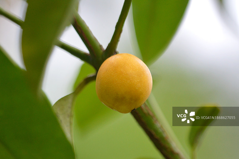 在树上生长的水果特写，巴西伯南布哥省Camaragibe图片素材