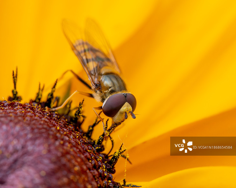 蜜蜂在黄花上的特写图片素材