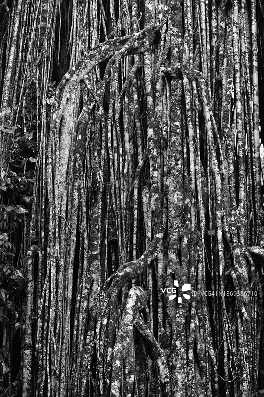 黑色和白色，绞杀无花果(Ficus virens)，热带树，树，热带雨林，丛林，阿瑟顿高原，昆士兰，澳大利亚，大洋洲图片素材