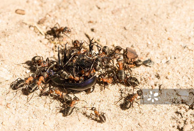 欧洲，德国下萨克森州，Lueneburg Heath自然公园，许多红木蚁(Formica rufa)一起在沙质土壤上运输食物，死门甲虫(土足科)为猎物图片素材