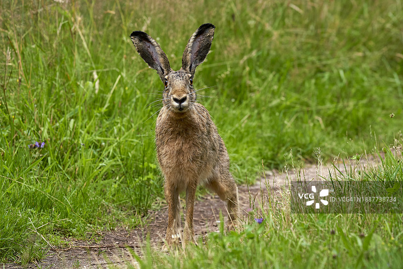 田野上的兔子肖像，德国塞勒图片素材