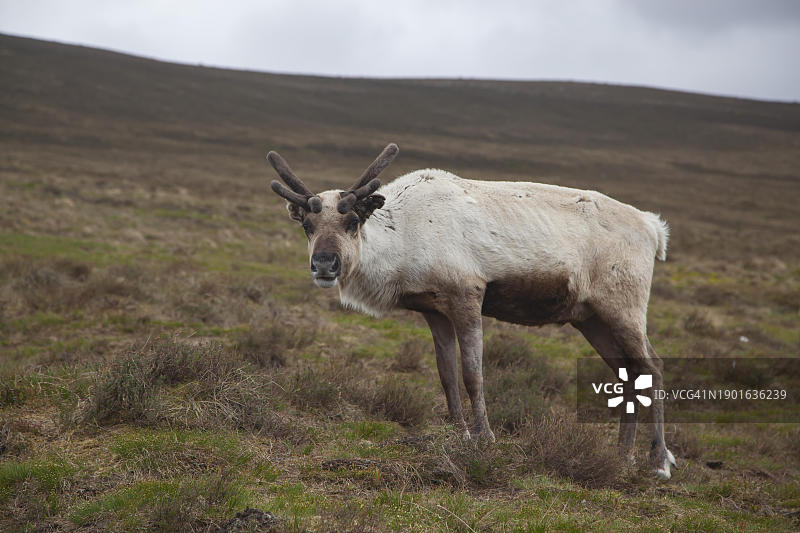 苏格兰，英国，欧洲，山坡上的驯鹿(学名Rangifer tarandus)或成年驯鹿图片素材