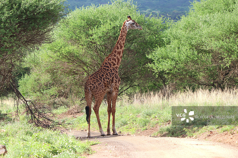 站在树旁的马赛长颈鹿。图片素材