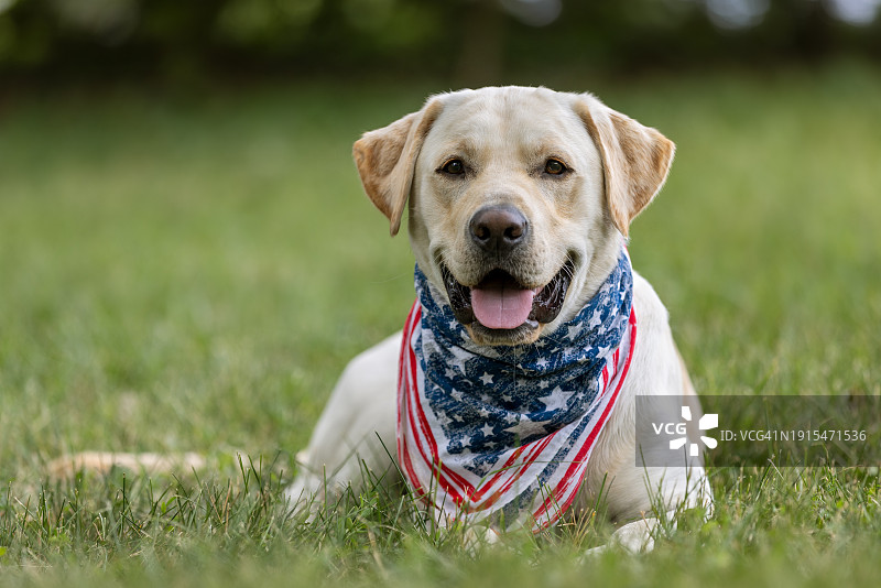 黄色拉布拉多猎犬戴着7月4日的大手帕躺着图片素材