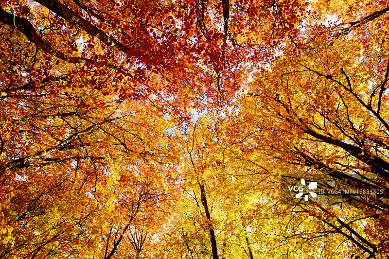 秋天森林里的红叶和黄叶图片素材