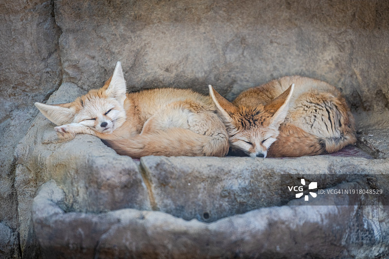 熟睡的耳狐(Vulpes zerda)图片素材