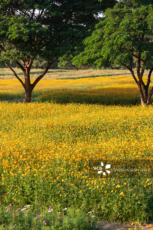 美丽的乡村景观，日出，开阔的草地，春天的田野里盛开着黄花。野花盛开在夕阳下的夏日景象图片素材