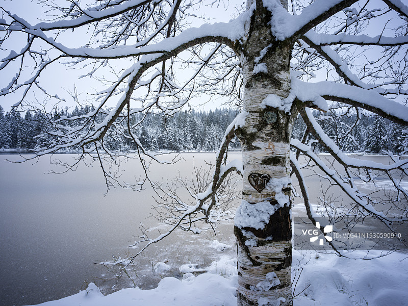 冬天在Étang de la gru<e:1>的桦树图片素材