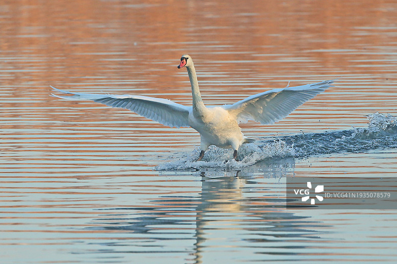 天鹅飞越湖面的特写，日本图片素材