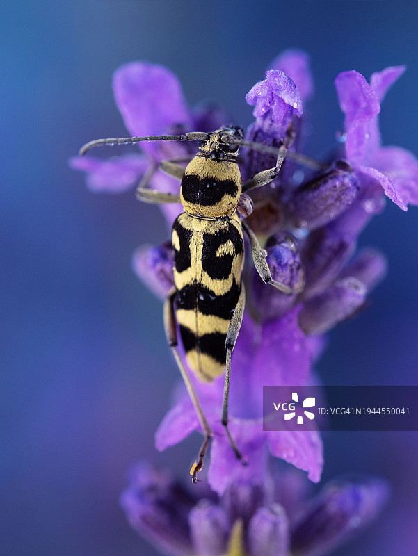 极近距离拍摄美丽的黄色甲虫在紫色薰衣草开花。葡萄木蛀虫，长角甲虫图片素材