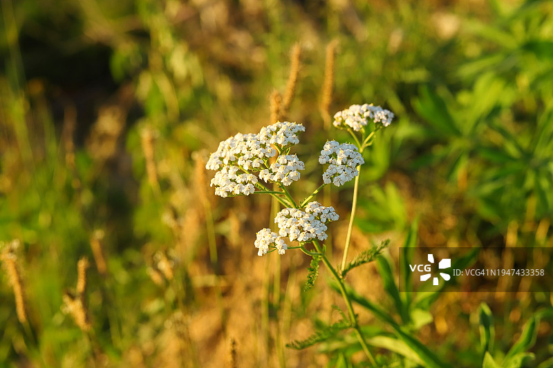 草甸中的千叶开花蓍草。白色的野花。药用草药千叶阿喀琉叶。图片素材