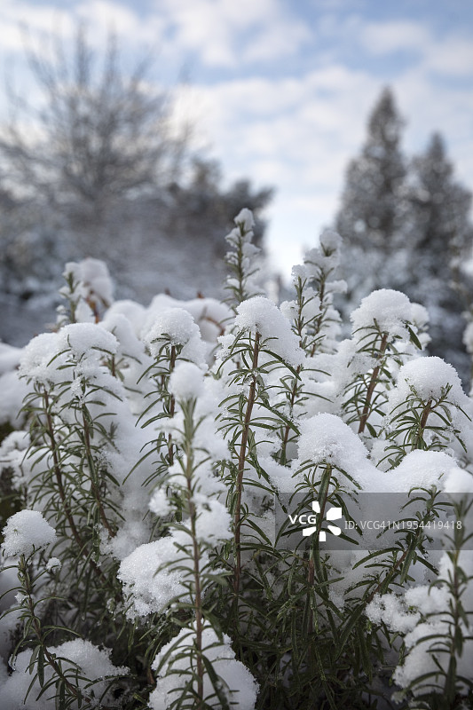 冬天，家庭花园里迷迭香植物的小枝上刚刚落下的雪的特写。图片素材