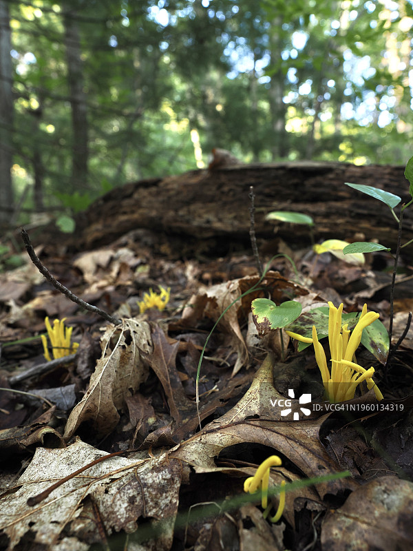 在美国马萨诸塞州韦尔斯利的森林里生长的植物特写图片素材