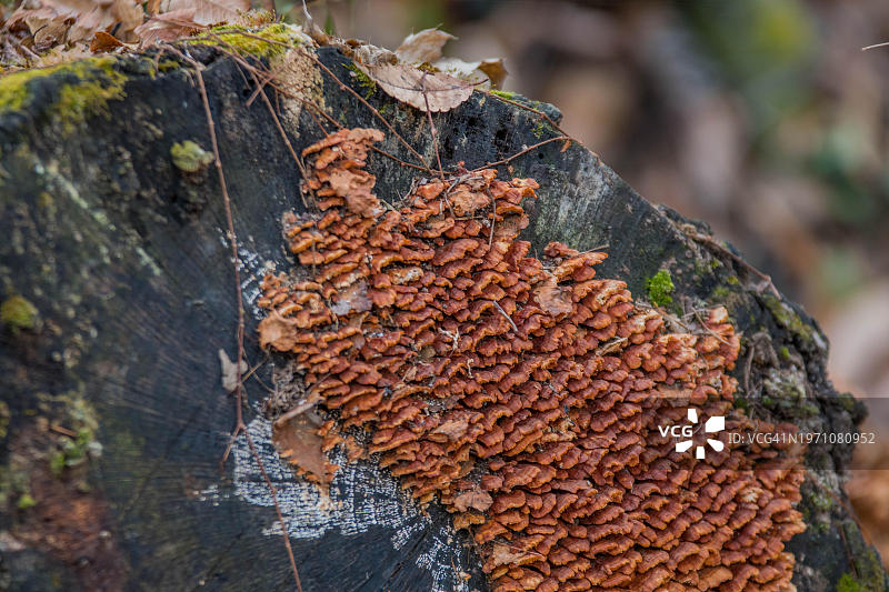 小的棕色架子蘑菇生长在大的被砍伐的树桩在林地与软模糊背景的末端，韩国，韩国，亚洲图片素材