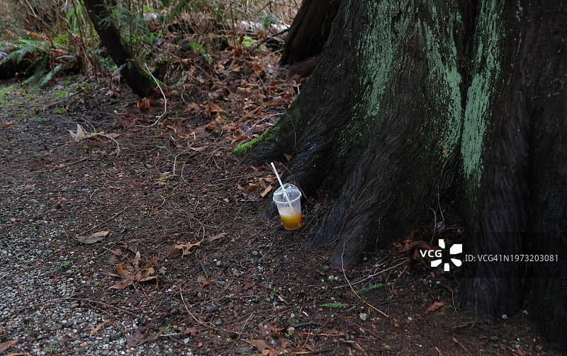 加拿大森林里的废弃饮料图片素材