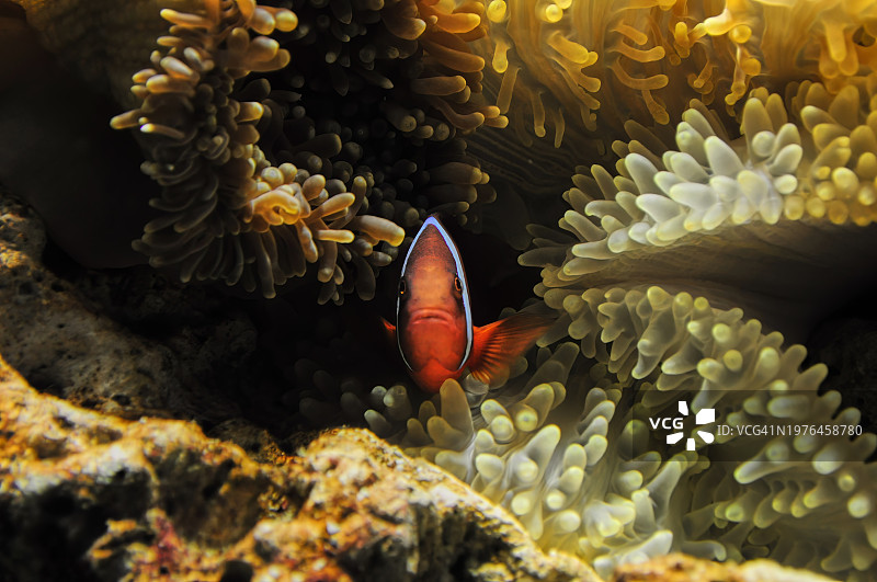 橙色鳍海葵鱼隐藏在珊瑚礁中的微距正面镜头。图片素材
