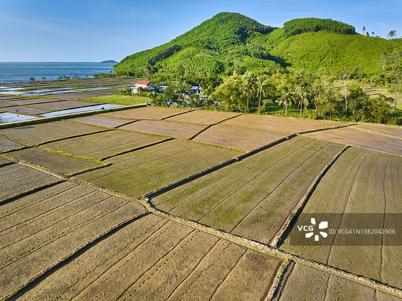 越南的稻田图片素材