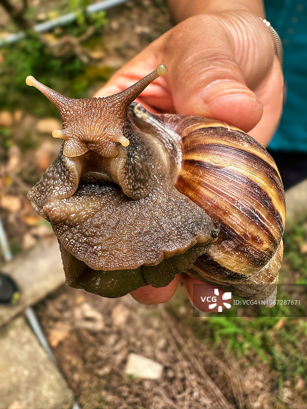 湄公河三角洲的大蜗牛图片素材