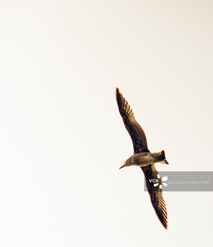 意大利坎帕尼亚萨莱诺，海鸥在晴朗的天空下低角度飞行图片素材
