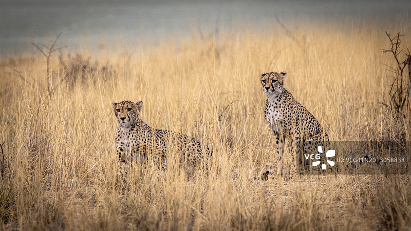 南非的两只猎豹图片素材