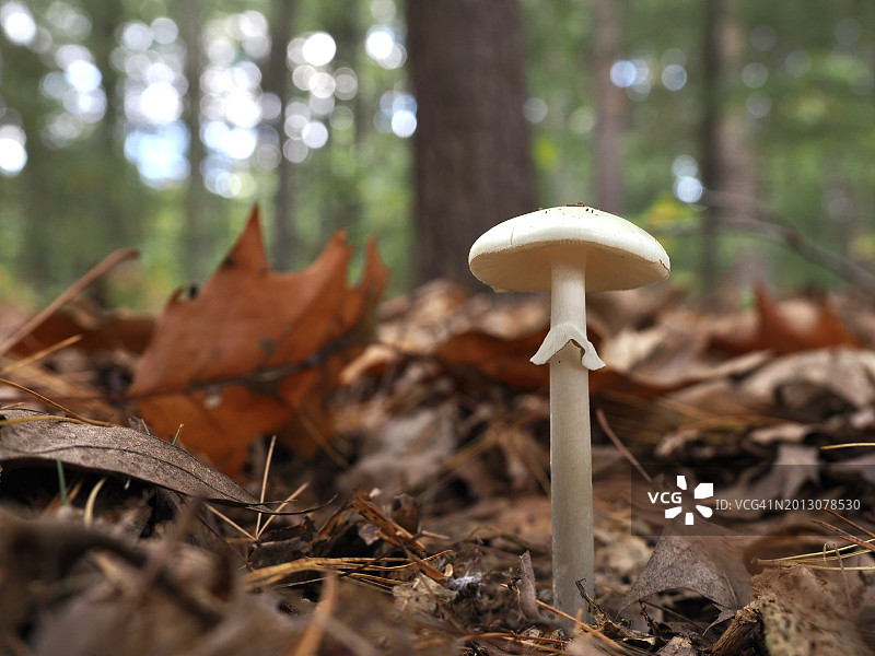 美国马萨诸塞州韦尔斯利，田间生长的蘑菇特写图片素材