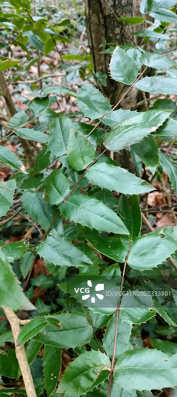俄勒冈葡萄(Berberis aquifolium)图片素材