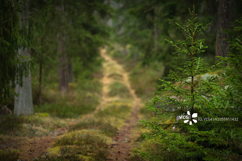 冬季针叶林中的一条狭窄的林道图片素材