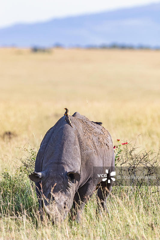 非洲肯尼亚马赛马拉国家保护区，非洲草原上，黑犀牛(Diceros bicornis)和黄嘴牛椋鸟(Buphagus africanus)的背部图片素材