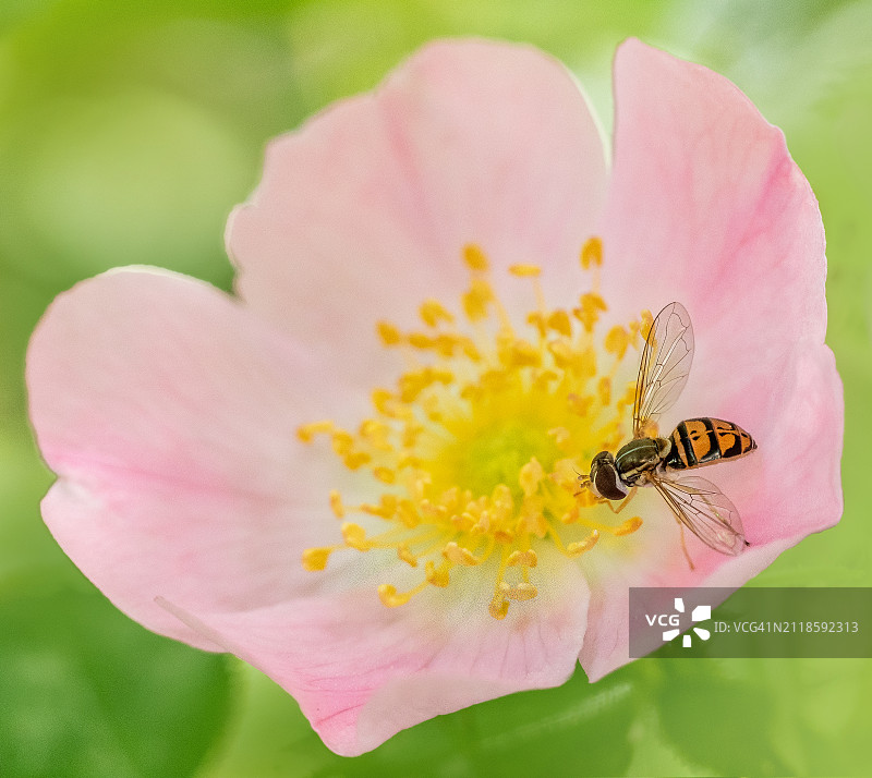 一朵罂粟花上的食蚜蝇图片素材